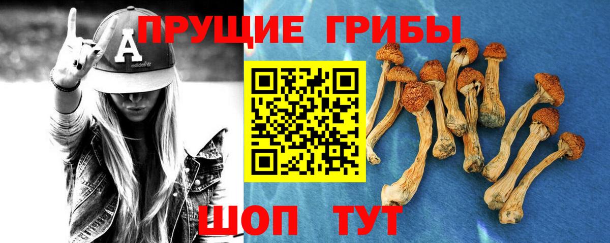 Псилоцибиновые грибы Psilocybe Дедовск